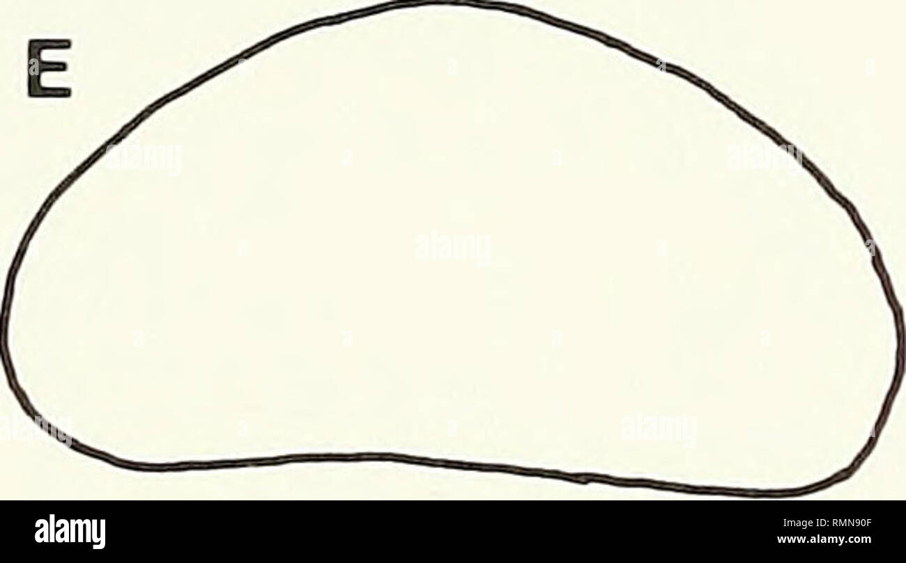 . Annales du Musée de l'Afrique du Sud  = Annale van die Suid-Afrikaanse Museum. L'histoire naturelle. Fig. 10. Décrit des espèces de Pro/>07 ?rocvpm. A-B. Propontocypris Propontocypis (cf. p.) subrenifonnis (Brady, 1880). A. MF-0597, LV, AD 3320, 72 m. B. MF-0598, RV, AD 6846, 95 m. C. (Propontocypris tocypris subrenifonnis- Propon) (Brady, 1880), lectotype, RV, BM 81.5.5 (Puri &AMP ; Hulings, 1976 pi. 3 (fig. 16)), Port Jackson, de l'Australie. D. Pontocypris subrenifonnis sp. nov. Brady, 1880, pi. 7 (fig. 5a), LV, localité inconnue. E. Pontocypris ubtriangularis «» sp. nov. Brady, 1880, pi. 15 (fig. Banque D'Images