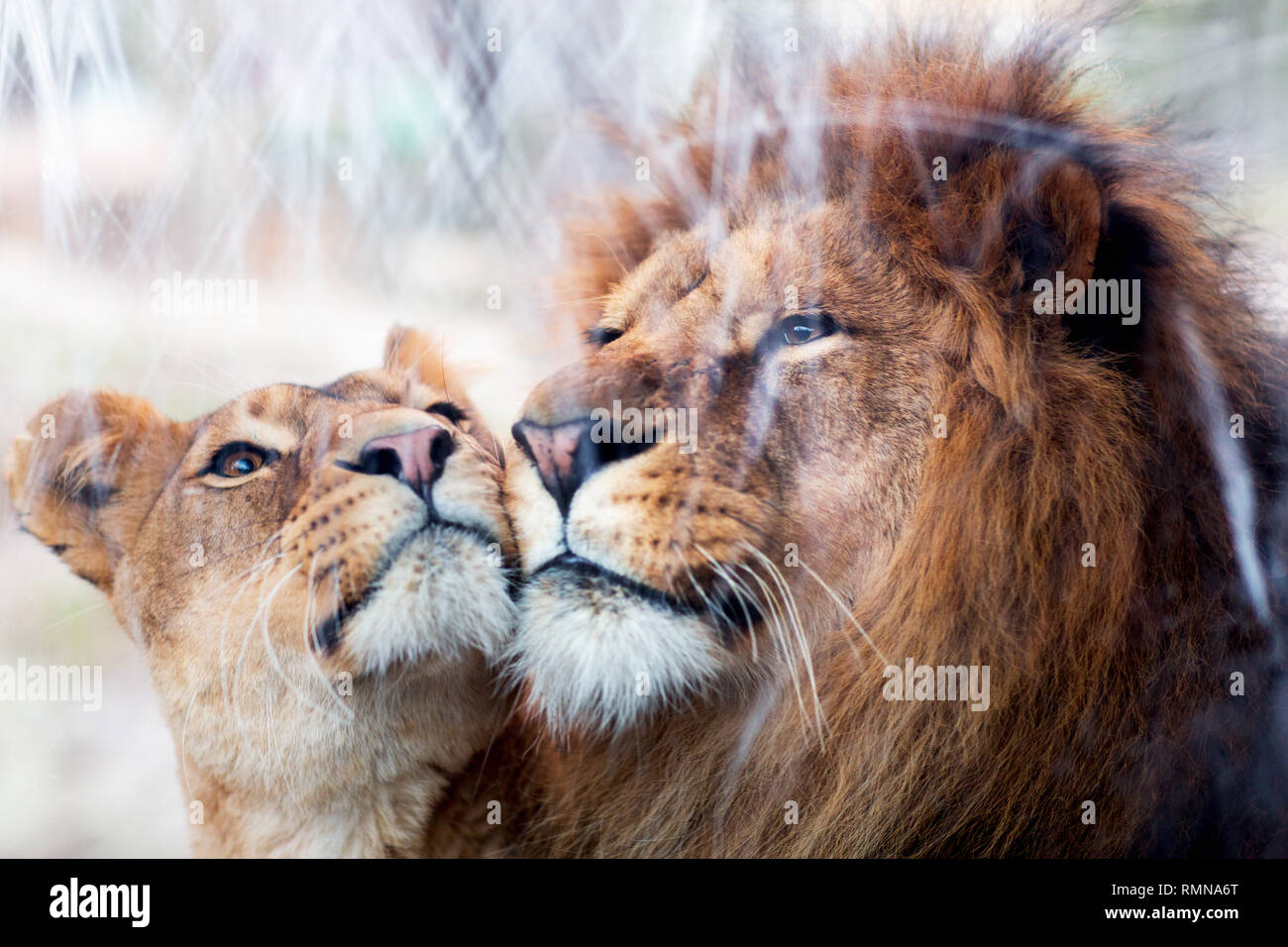 Lion couple ensemble Banque D'Images