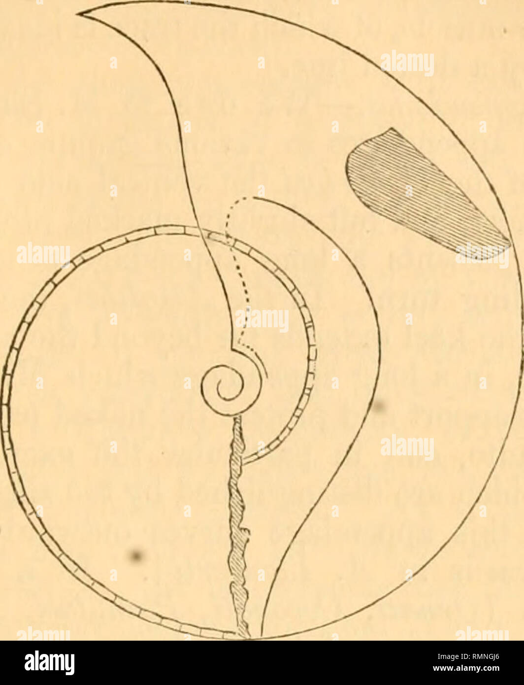 . L'Annals and magazine of natural history ; zoologie, botanique, et de la géologie. L'histoire naturelle, zoologie, botanique, géologie. Une nouvelle classification des Ammonites. 367 fonction de l'Aptychiis Anuptjclius, estime que l'a servi d'opercule : il se produit, cependant, dans la même position que. A. stcraspis : figure tirée de Waagen, PaloDont. xvii. pi. 40. f. 4. l'ancien de ces organes * ; et il est donc évident qu'il a accompli le même but. La fonction de l'Aptychus étant ainsi déterminé, la fourrure- nishes d'un point important pour la détermination de l'arrangement relatif des organes en t Banque D'Images