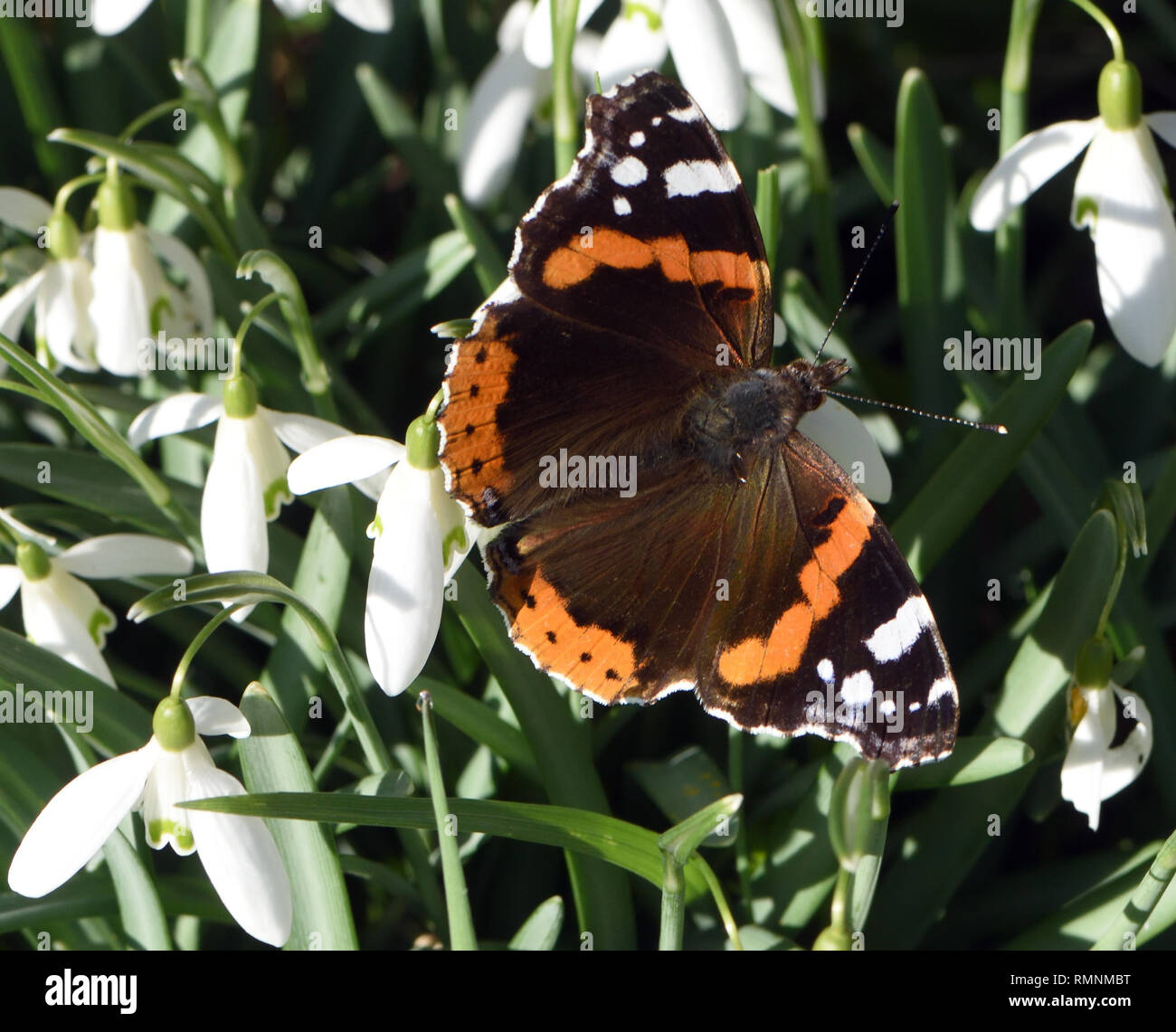 Le printemps en février ! Un papillon Vulcain (Vanessa atalanta) émerge de l'hibernation sur une chaude journée inhabituelles pour février pour se nourrir de snowdrop rose ... Banque D'Images