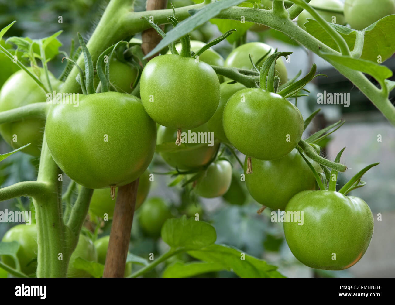 Tomates cerises non affinés vert croissant sur les vignes lié aux émissions de cannes Banque D'Images