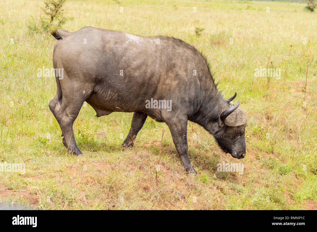 Buffalo mâle dans la savane du parc au centre du Kenya Nairobi Banque D'Images