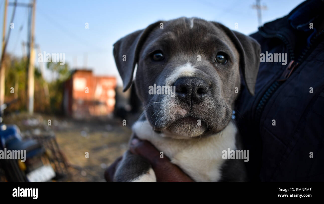 Chiot dans les mains. Banque D'Images