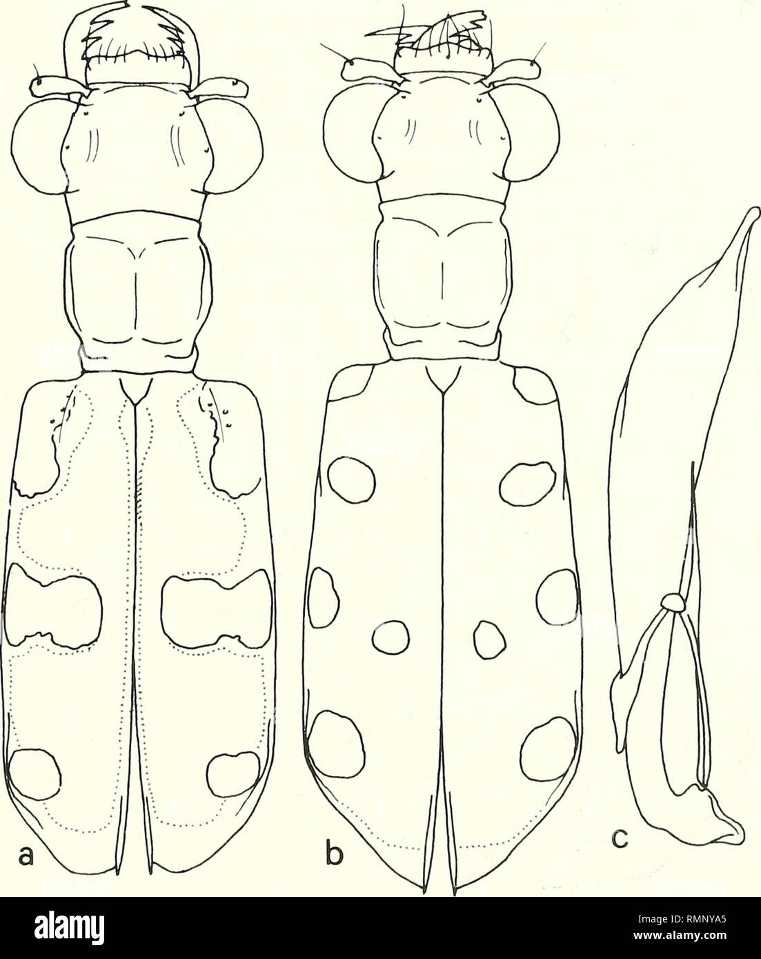 . Annali del Museo Civico di Storia Naturale Giacomo Doria. L'histoire naturelle. CICINDELIDAE DELL'ISOLA DI Sulawesi, Indonésie 583 discussion. Le differenze, leggere ma précis, tra questi esemplari e quelli tipici, impongono considerarli di distinta, au moins un sottospecie apparentemente endemica delle îles Sangihe. Escludersi non è da, vista l'importance di encodage quali quelli relativi alla conformazione dell'edeago e dei "sillons de couplage", che possa vedersi dans cette popolazione addirittura una espèce ma affine distinta rispetto annonce eximia. Al momento, non mi sono néanmoins sentito, sulla Banque D'Images