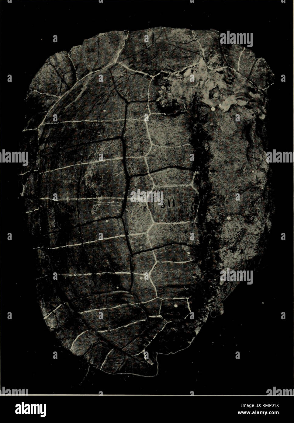 . Annales de la Carnegie Museum. Carnegie Museum ; Carnegie Museum of Natural History ; histoire naturelle. Annales Carnegie Museum, Tome IV. III. la plaque. Vue supérieure de la Shell de Testudo itiusitata Hai. Veuillez noter que ces images sont extraites de la page numérisée des images qui peuvent avoir été retouchées numériquement pour plus de lisibilité - coloration et l'aspect de ces illustrations ne peut pas parfaitement ressembler à l'œuvre originale.. Carnegie Museum ; Carnegie Museum of Natural History. [Pittsburgh] : Publié avec l'autorisation du conseil d'administration de l'Institut Carnegie Banque D'Images