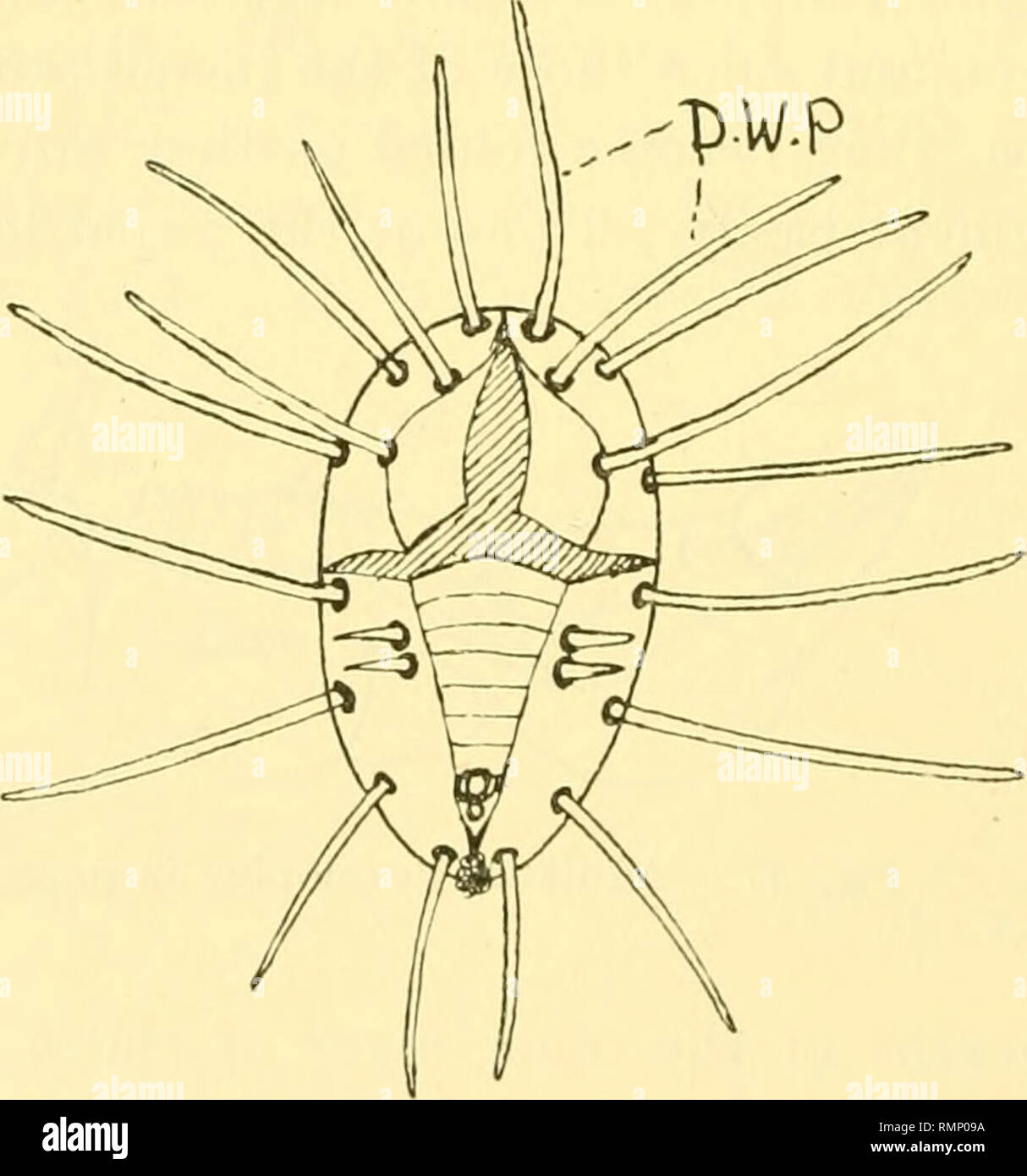 . Annales de Biologie appliquée. Biologie, biochimie ; économique. Fig. 38. Des profils.. Fig. 39. Chrysalide vide-cas. La barre verticale étant la médiane et s'étendant de la traverse à la marge antérieure (Fig. 39). Le thorax est la première partie d'émerger, puis la tête, avec la tribune et antennes, qui progressivement. Veuillez noter que ces images sont extraites de la page numérisée des images qui peuvent avoir été retouchées numériquement pour plus de lisibilité - coloration et l'aspect de ces illustrations ne peut pas parfaitement ressembler à l'œuvre originale.. Association des biologistes appliquée ; Association des biologistes économique. [Nous Banque D'Images