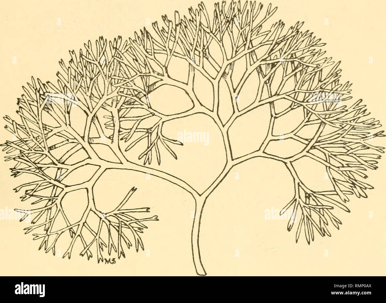 . Annales de Biologie appliquée. Biologie, biochimie ; économique. Paul Haas et T. G-. Hill 353 La forme de la plante présente beaucoup de variations dans l'étendue et la ramification des frondes, selon les conditions de la croissance, l'exposition aux vagues et surf par exemple. Quatre formes typiques sont présentés dans les éléments d'accompagnement, qui portait dessiné par Mlle Mathilde Smith à partir de spécimens dans le Kew Herbarium. La " mousse " de commerce se compose de poudre de couleur jaune brun frondes de Chondrus crispus Gigartina mamillosa mixtes avec certains ( Fig. 5). La mauvaise herbe est recueillie à marée basse et s'étend sur shin Banque D'Images