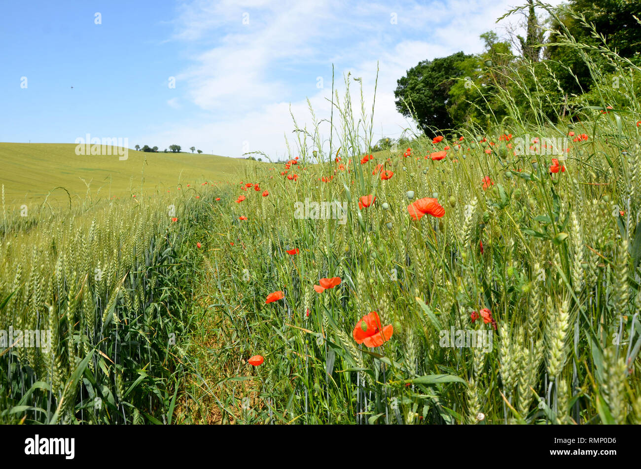Coquelicots dans un champ de blé, au sud de la France. Banque D'Images