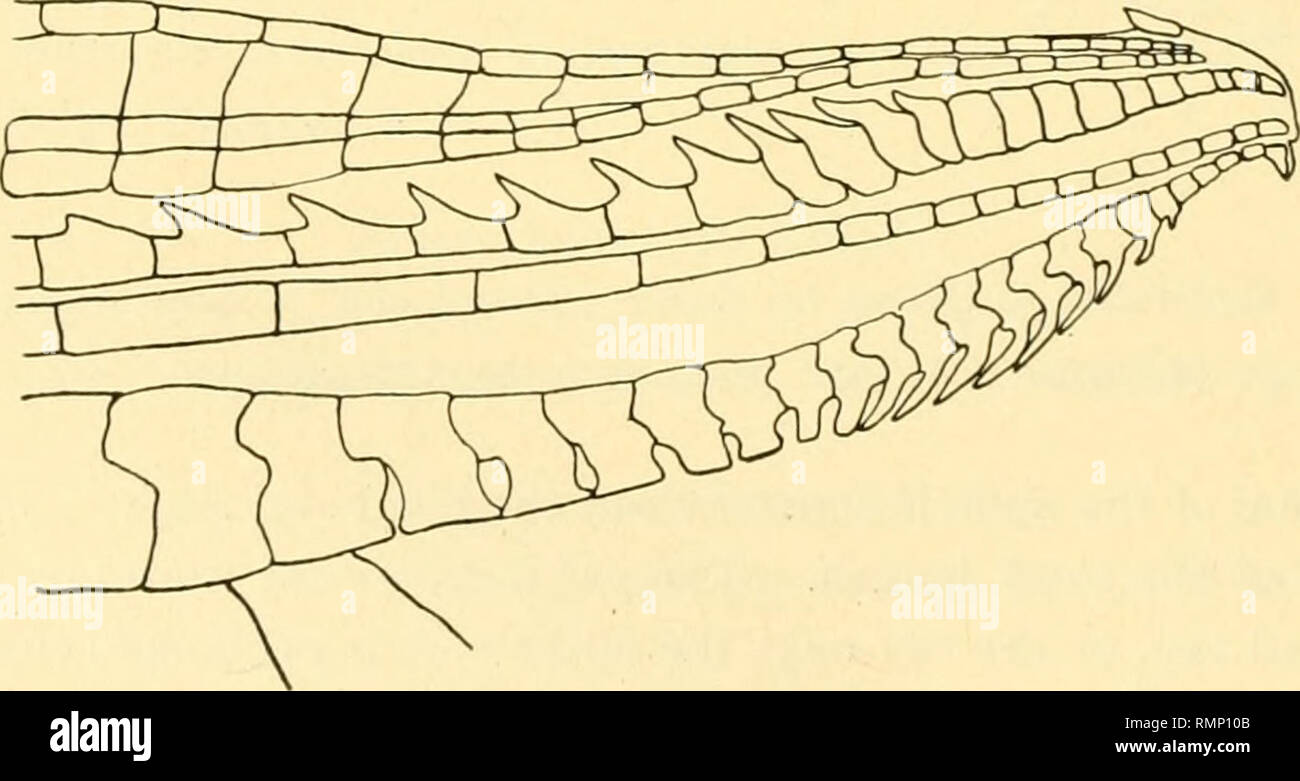 . Annales de la Carnegie Museum. Carnegie Museum ; Carnegie Museum of Natural History ; histoire naturelle. 136 Annales de l'Institut Carnegie Museum. 31. MoUienisia sphenops (Cuvier et Valenciennes). PcEcilia sphenops Cuv. &Amp ; Val., Hist. Nat. Poiss., XVIII, 1846, p. 130, pi. 526. MoUienisia sphenops Regan, Proc. Zool. Soc. Londres, 1913, p. 1013, texte-fig. 173F. 6699 a-c, C. M., 13617, I. U. M., six. 47-57 mm. L'eau saumâtre à Cartagena, Colombie. C. H. Eigenmann. En plus de ces exemples, l'Université du Michigan possède quelques spécimens dans les eaux douces à Santa Marta et le Rio Manzanares Banque D'Images