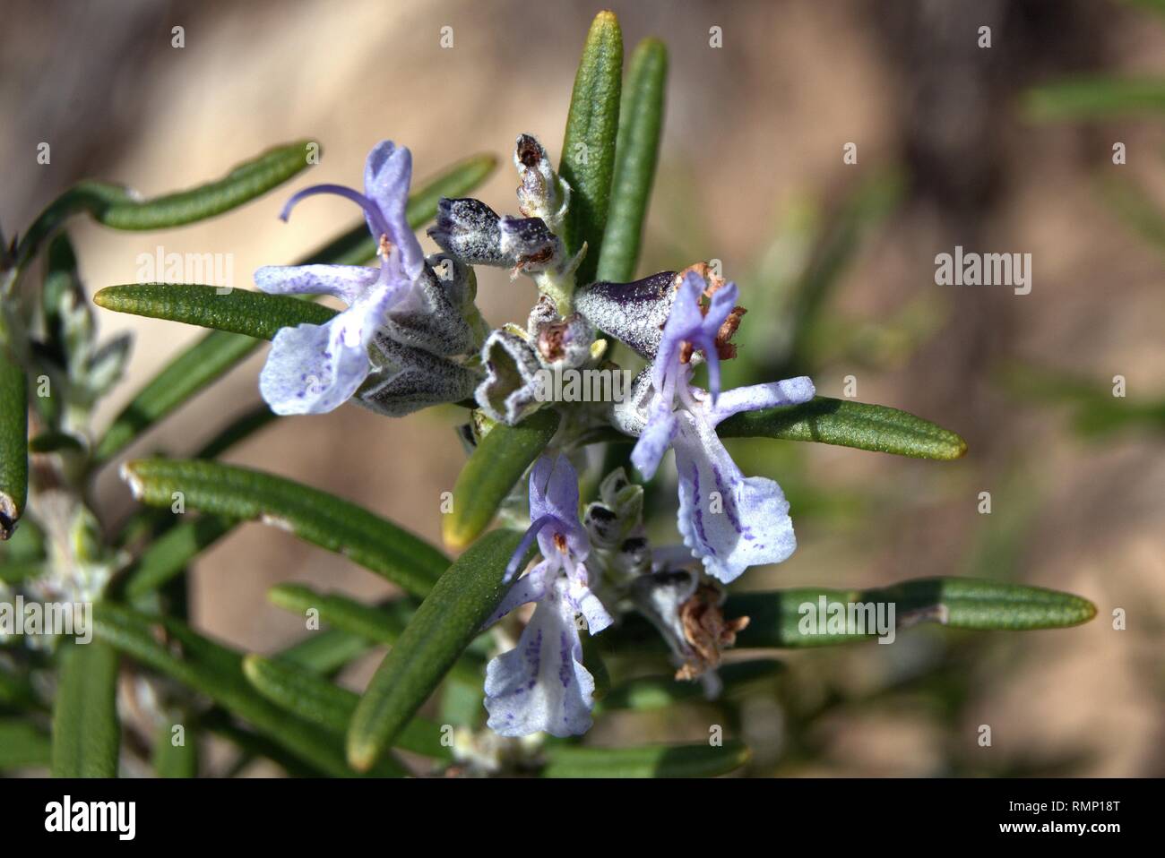 Rosmarinus officinalis Banque D'Images