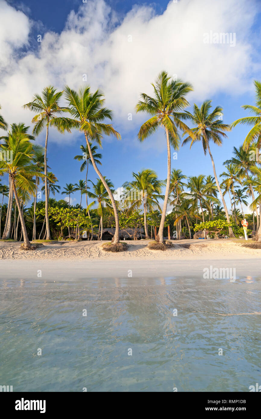 Des cocotiers on tropical beach près de Las Galeras, République Dominicaine Banque D'Images