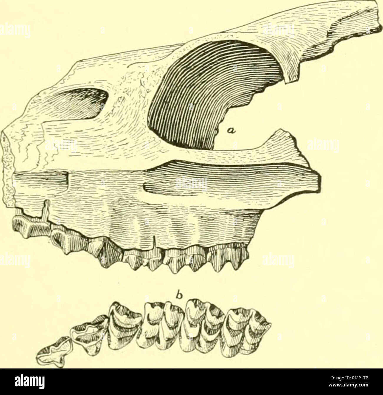 . Annales de la Carnegie Museum. Carnegie Museum ; Carnegie Museum of Natural History ; histoire naturelle. Douglass : Verteijratks ikom Montana tertiaire. 1, paragraphe 57 l'appareil auditif bulla est perdu d'un côté et présente de l'autre. Cela donne du poids à la probabilité que l'absence de la bulles dans certains des crânes de chiens fossiles ne prouve pas que les animaux ne les possèdent pas dans la vie. Les mesures. Mm. Longueur du crâne-postérieure de bulla tympanique 133 Largeur du crâne, y compris les arcades zygomatiques, plus grande largeur de 80 à 23 Durée de constriction postorbitaire-molaire prémolaire artiodactyles série 51. Le Banque D'Images