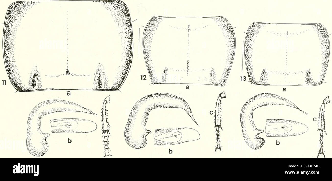 . Annali del Museo Civico di Storia Naturale Giacomo Doria. L'histoire naturelle. Figg. 5-13 - Schizzi indicativi della conformazione del pronoto (a) ; del lobo mediano dell'edeago (b) ed eventualmente della tibia intermedia del $ di Ogmo- plèvre. 5 - O. Tschitscherine inca ; 6 - O. refleximargo n. sp. ; 1 - O. euphaenops Tschitscherine ; 8 - O. olivacea Tschitscherine ; 9 - O. ecuadoriana Straneo ; 10 - O. balli Straneo ; 11 - O. bellesi n. sp. ; 12 - O. mesotibialis n. sp. ; 13 - O. anxia Tschitscherine.. Veuillez noter que ces images sont extraites de la page numérisée des images qui peuvent avoir été numériquement enh Banque D'Images