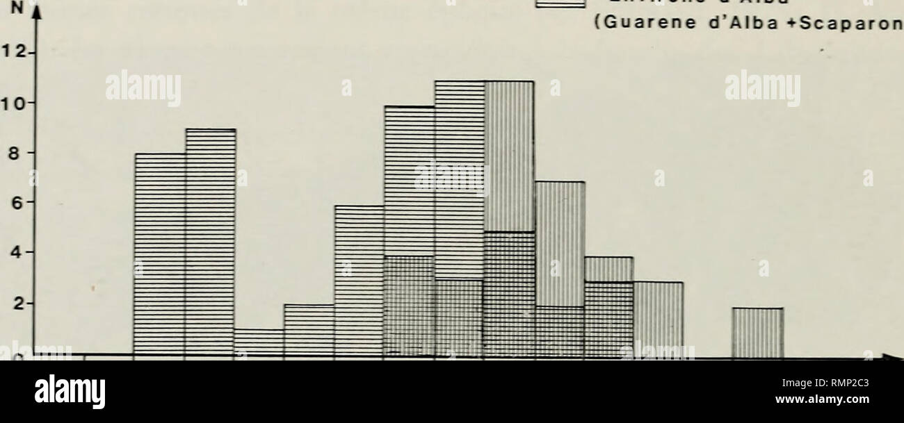 . Annali del Museo Civico di Storia Naturale Giacomo Doria. L'histoire naturelle. 440 J. GAUD.NT, D. MORI de nombreux petits cristaux de g&gt ;'pse sont disséminés dans les marnes et le pétrole s'intercalent en outre des croùtes g^pseuses millimétriques. Par ailleurs le remarquera que tous les Aphamiis crassicaudus recueillis à Carbonara Scrivia ont une longueur supérieure à 35 mm standard et qu'ils sont tous plus ou moins fortement affectés par le HimUmi Carbonara Scrivia environs d'Alba (Guarene d'Alba ••Scaparoni ?). 5 10 15 20 25 30 35 40 45 50 55 60 65 70 75 L.St.(en mm] Fig. 3 - Comparaison des histogrammes Banque D'Images