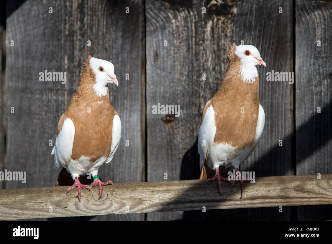 Österreichischer Ganselkröpfer (Columba livia domestica), une race de pigeon de Autriche Banque D'Images