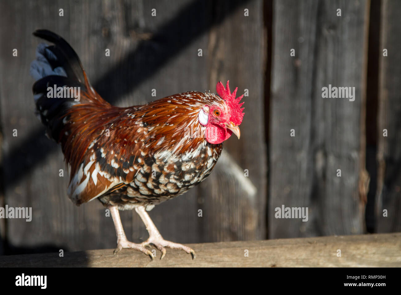 / Stoapiperl Steinhendl (Gallus gallus domesticus), une race de poulet de l'Autriche Banque D'Images