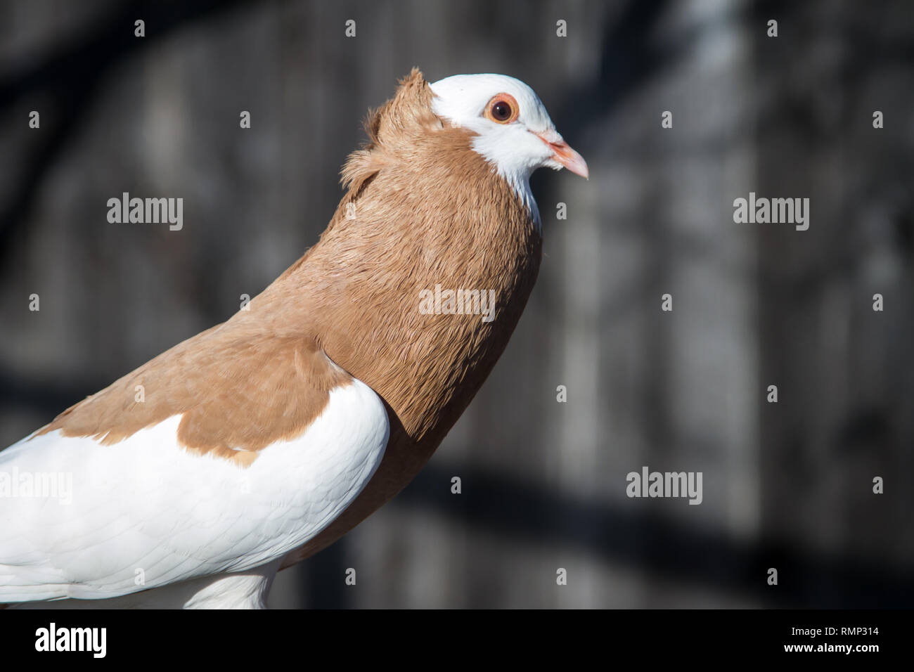 Österreichischer Ganselkröpfer (Columba livia domestica), une race de pigeon de Autriche Banque D'Images Österreichischer Ganselkröpfer (Columba livia domestica), une race de pigeon de Autriche Banque D'Images