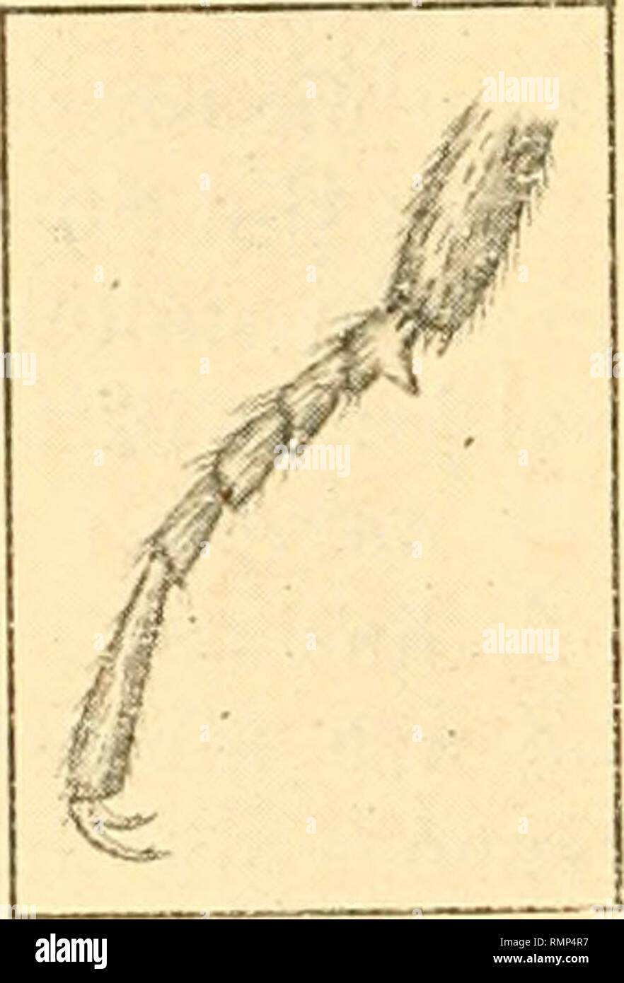 . L'Annals and magazine of natural history ; zoologie, botanique, et de la géologie. L'histoire naturelle, zoologie, botanique, géologie. 208 M. G. C. Champion sur la 65. Melyris klugi. Zygia klugi, Baudi, Berl. ent. Zeitschr. 1873, p. 315 ( $ ) ' ; Schilsky, Kaf. ... Xxxiv. N° 9] ( J $) (1897) Melyris Gorh, tricolore. Ann. Mus. Genova, xviii. p. 600 (1883) (née Fabr.) 3. Melyris fulvipes, King, in litt. Keiche (nee). £ . La partie antérieure et trochanters intermédiaires chaque avec un crayon fuscous nattés rigide de poils à la base ; dessous tibias intermédiaires faiblement courbé ; tarses intermédiaires (fig. 5) avec une mince Banque D'Images