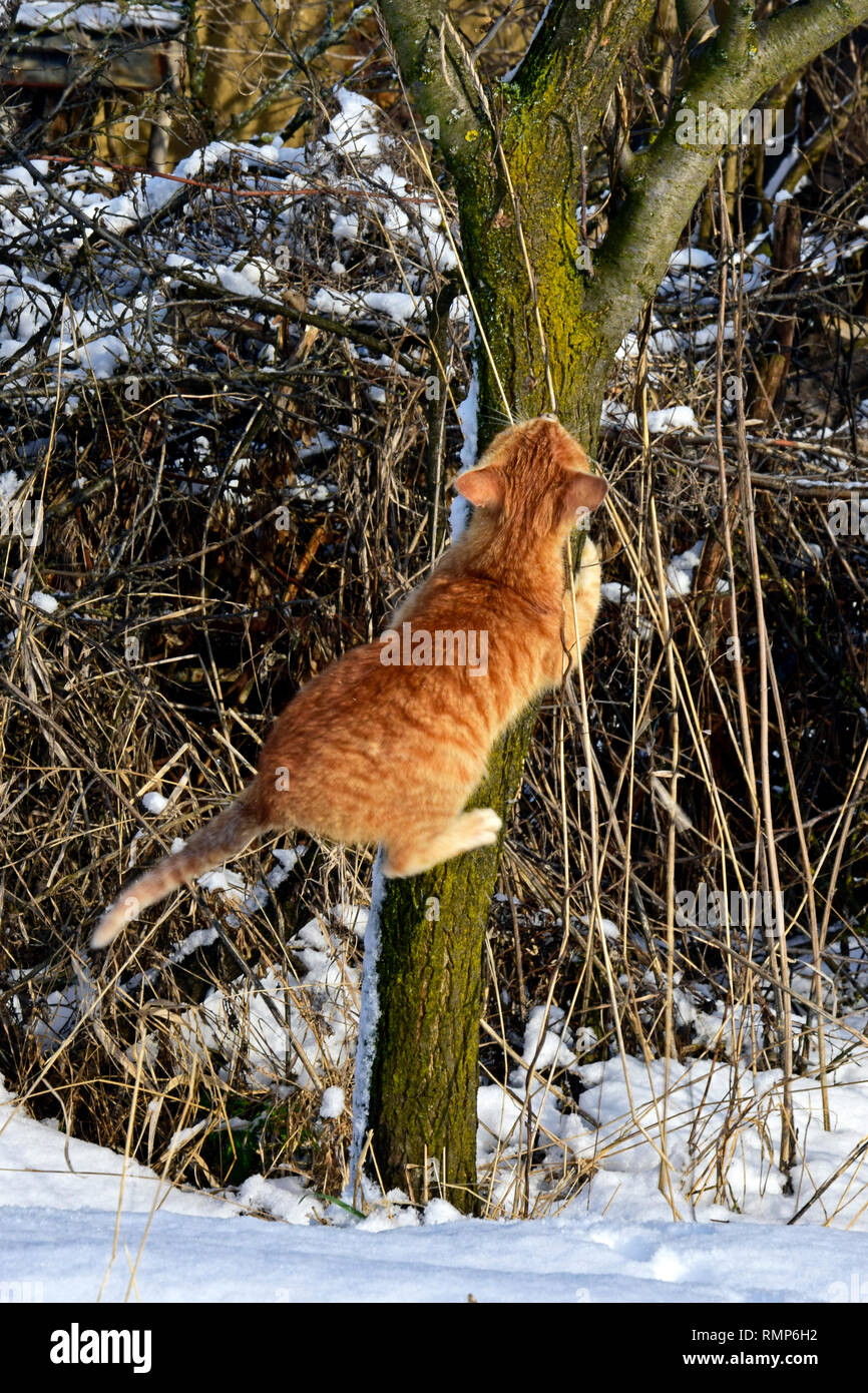 Orange tabby kitten escalade un tronc d'arbre en hiver l'environnement Banque D'Images