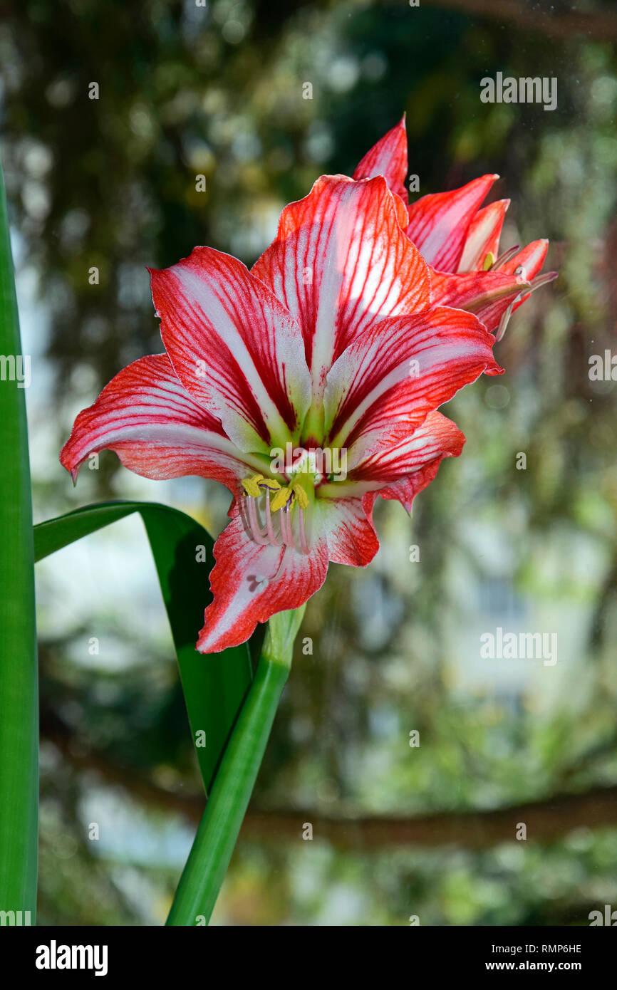 Fleur épanouie pleinement d'une variété inconnue de amaryllis, vraisemblablement Minerva, pétales rouge pourpre avec réticulation blanc, close-up view on flower Banque D'Images