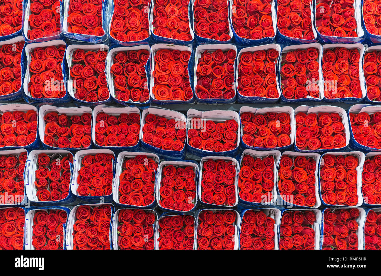 Roses rouges emballées et prêtes à être exportées dans la région de Tabacundo et Cayambe, au nord de Quito, en Équateur. Banque D'Images