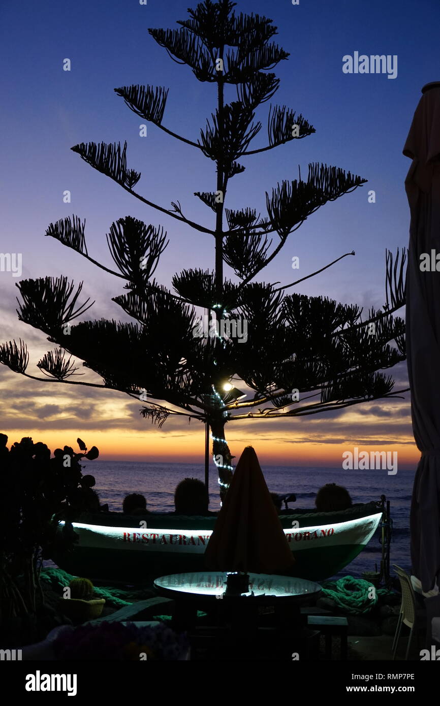 Norfolktanne (Araucaria heterophylla), El Golfo, Lanzarote, Strandbar, Kanarische Inseln, Spanien Banque D'Images