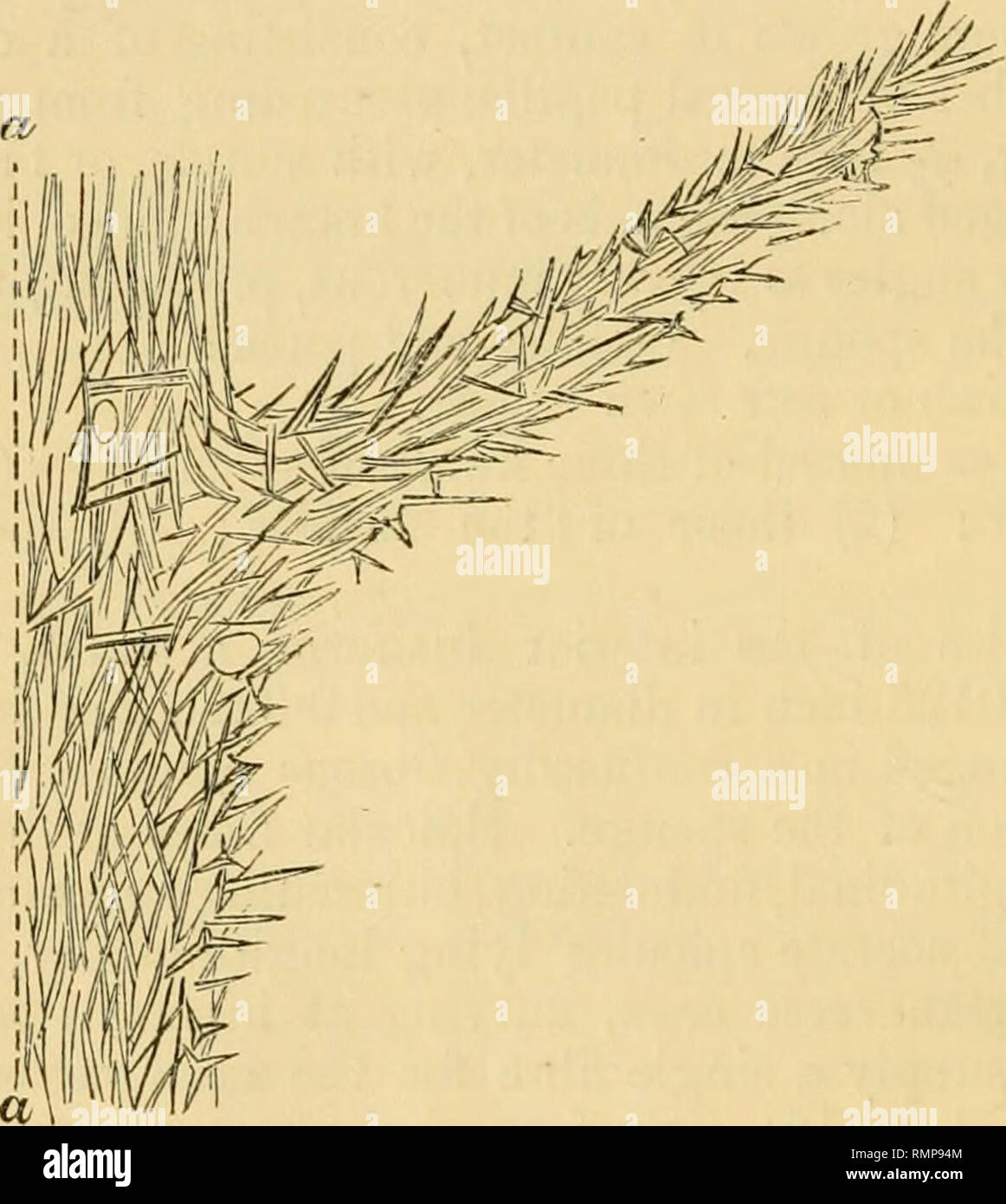 . L'Annals and magazine of natural history ; zoologie, botanique, et de la géologie. L'histoire naturelle, zoologie, botanique, géologie. 18 M. W. J. Sollas sur un nouveau genre et très nombreux, souvent recueillis dans des faisceaux longitudinaux (fig. 5). Hah. Marine. Loc. ( ?). Collection, Musée de Bristol. Obs. Deux des principaux personnages de ce sont, premièrement, le triradiate echinating sous forme de ses spicules, et, ensuite, la tendance à l'extrême variation qui ces afficher. Que l'echinating triradiate spicule est vraiment, tout comme, disons, un Hexactinellid sexradiate est caractéristique des spicules, est prouvé par Banque D'Images
