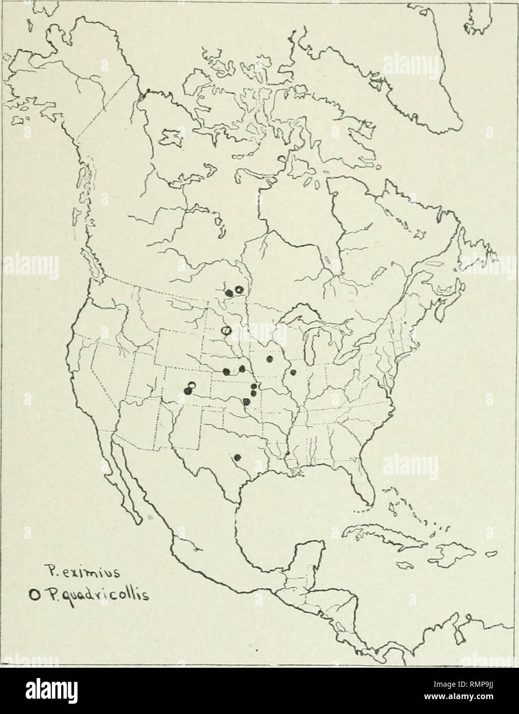 . Annales. L'entomologie. 1911] Ilypera et Phytonomus en Amérique 413 pattes noirs, dernière commune du tarse, en particulier des pattes de fémurs, pâle habituellement tous revêtus de balances, tibias et tarses avec poils pâles, dans tibiffi avant homme ciu-ved, avec un processus léger apicalement sur l'intérieur, de la couronne d'épines sur les tibias jaune pâle.. Carte 3. Phytonomns eximitis Distribution de Lee. et P. quadricollis Lee. Distribution : localité type, Topeka, Kansas, 2 spécimens de E, A. Popenoe, dont une est dans le musée. Comp. Zool., dans le Leconte collection. Dom. Du Canada : Manitoba : Aweme, 2-vii-07, ll-Juin-03, 7- Banque D'Images