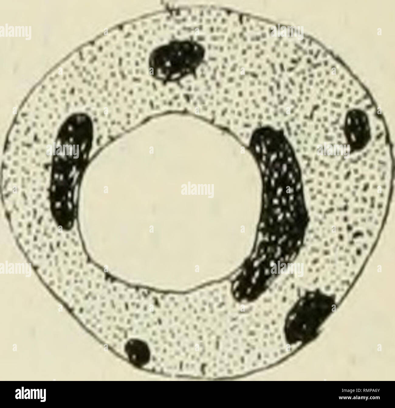 . Annales. L'entomologie. 14. Veuillez noter que ces images sont extraites de la page numérisée des images qui peuvent avoir été retouchées numériquement pour plus de lisibilité - coloration et l'aspect de ces illustrations ne peut pas parfaitement ressembler à l'œuvre originale.. Société d'entomologie du Nord. [Baltimore etc. ] Banque D'Images