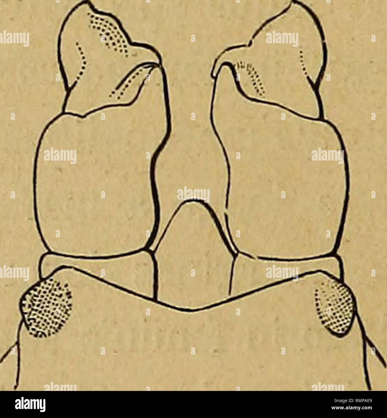 . Annali del Museo Civico di Storia Naturale di Genova. L'histoire naturelle. 92 T. THORELL ano adjacentis et granuleuses, utrinque bassin ad, ar- dente forti mata est). - ? Les couches genitales antice leviter conjunctim rotun- datae sunt, posteriora versus sensim angustatae ; et utraque earum igitur per se est et triangula evidenter longior quam latior, aquilonia retro directo. (En P. Petersii, e. g., en salant El-Mallahet exemple ex Birmania, laminae genitales et antice et postice conjunctim fere aequaliter et leviter rotundatae sunt, et utraque per se dimidiato lamina-elliptica, lata aeque ac longa). Dans junioribus ta Banque D'Images