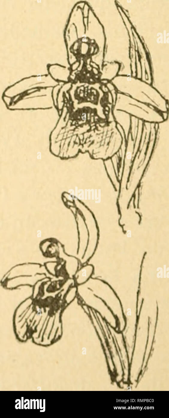 Annali Di Botanica Les Plantes Les Plantes Italie Un E Li A Jpliij S Iluds Fera Sg Ara Li Ophri Leniliradinifera S Willd C X Ophrys Grampini Nob