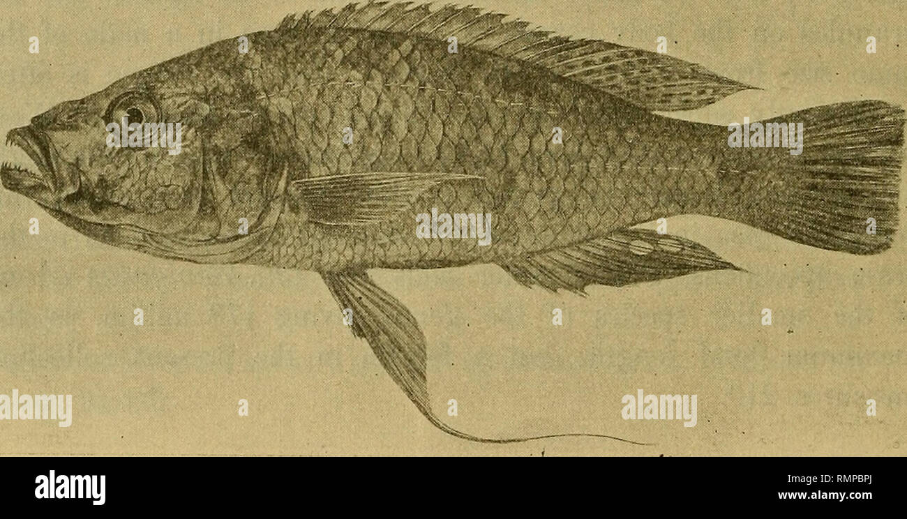 . Annali del Museo Civico di Storia Naturale di Genova. L'histoire naturelle. 304 G. A. BOULENGER BATRACIENS. 1. Rana mascareniensis, D. &AMP ; B. 2. Rana galamensis, D. &AMP ; B. 3. Arthroleptis minutus, Blgr. k. Rappia concolor, Hallow. 0. Bufo regularis, Reuss, poissons. . Paratilapia longirostris, Hilg. 2. Paratilapia bayoni, sp. n.. Paratilapia Bayoni (mâle, - nat. taille). Profondeur de corps un peu moins de longueur de la tête, 8 à 3 fois contre de longueur totale. Avec museau profil supérieur rectiligne, deux fois plus longtemps que l'oeil, qui est 5 fois dans la longueur de la tête, un peu moins de largeur interorbitale et moins de Banque D'Images