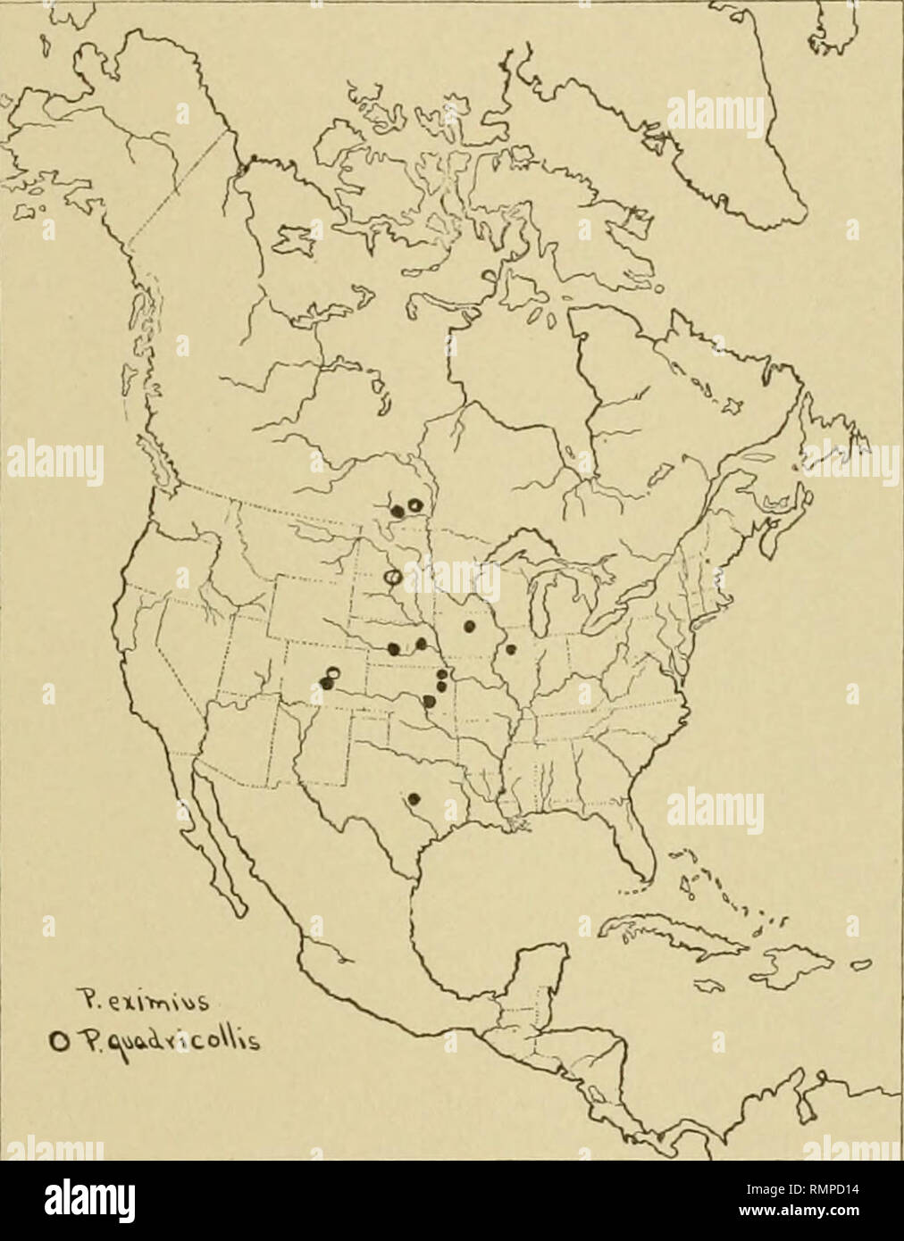 . Annales de l'Entomological Society of America. L'entomologie. 1011] et l'Hypera Phytonomus en Amérique 413 pattes noirs, dernière commune du tarse, en particulier des pattes de fémurs, pâle habituellement tous revêtus de balances, tibias et tarses avec poils pâles, tibias en homme courbé, avec un processus léger apicalement sur l'intérieur, couronne d'Épines du tibia jaune pâle.. Carte 3. La distribution d'eximius Phytonomus Lee. et P. quadricolHs Lee. Distribution : localité type, Topeka, Kansas, 2 spécimens de E. A. Popenoe, dont une est dans le musée. Comp. Zool., dans le Leconte collection. Dom. Du Canada : Manito Banque D'Images
