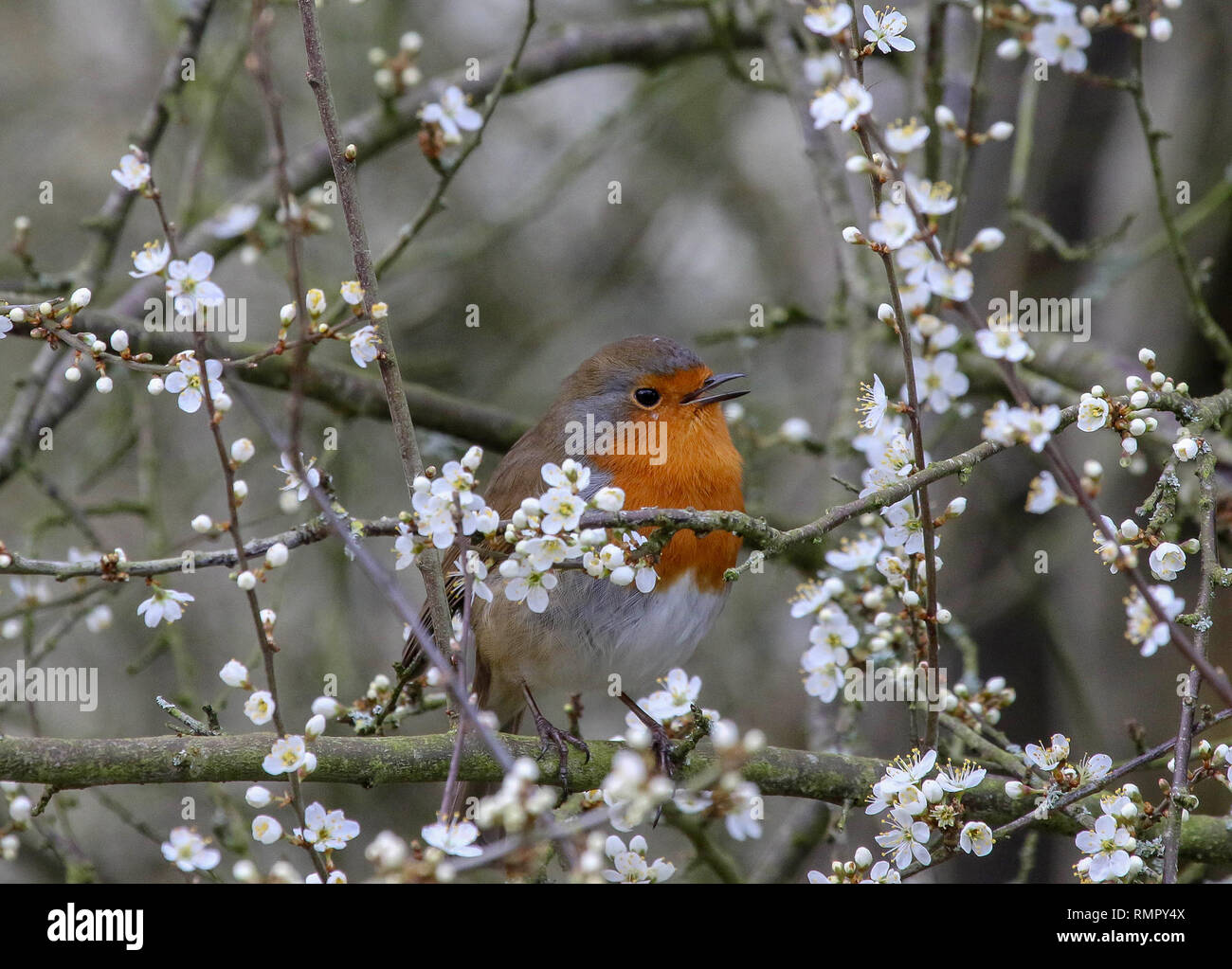 Lough Neagh, Irlande du Nord. 16 février 2019. Météo au Royaume-Uni - une journée printanière douce avec des températures atteignant 11 °C, avec des nuages variables et des rayons du soleil. Un robin qui gazouillent au milieu de la floraison précoce. Crédit : David Hunter/Alay Live News. Banque D'Images
