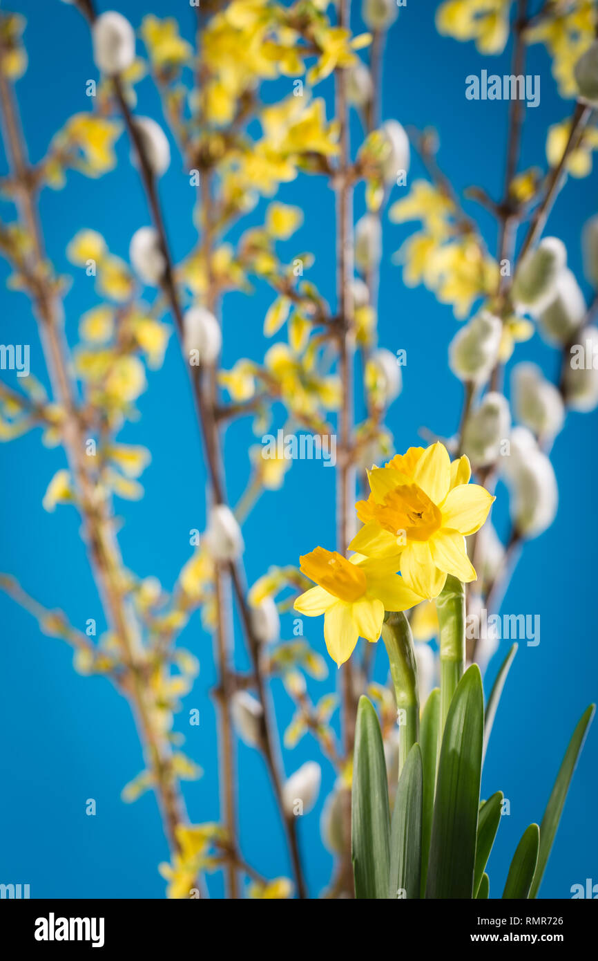 Jaune jonquille et décoration branche de saule pour le printemps et Pâques. Banque D'Images