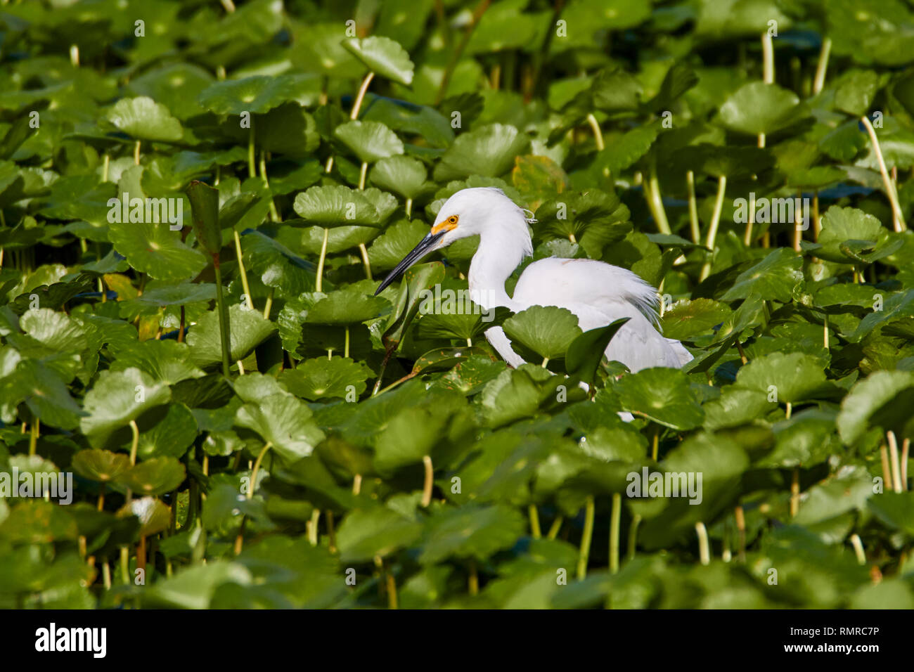 Canards pataugeant dans les plantes de l'eau Banque D'Images