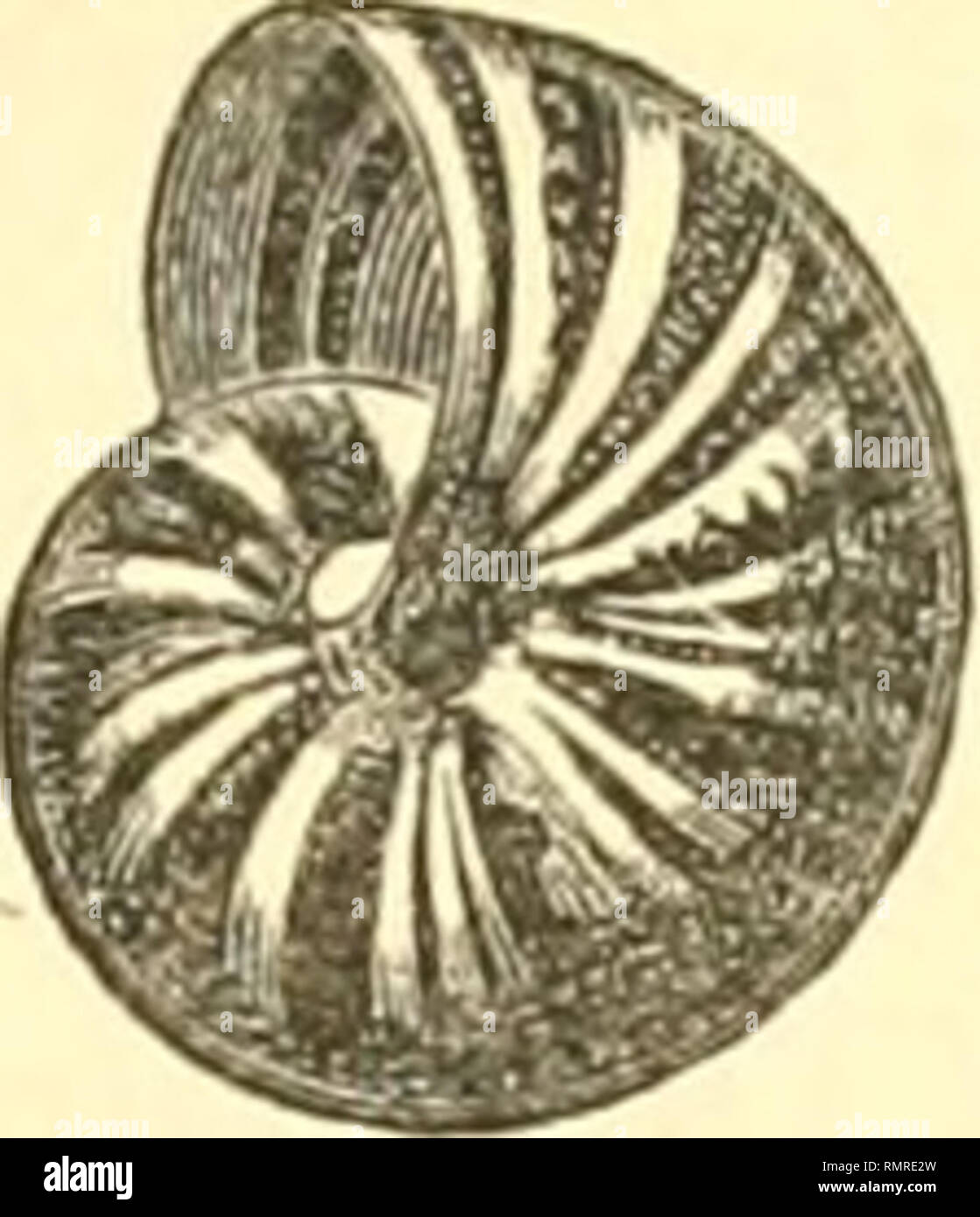 . Annali del Museo Civico di Storia Naturale di Genova. Histoire naturelle -- Périodiques. Melico (^Laurinae Xerophila ?), l'Yssel Conchiglia annonce ombellico profondo , ma non molto aperto, di forma globoso-depressa, alquanto dilatata nel senso trasversale , fragile, obliquamente e sottilmente striata, un po' malleata.j, vale a dire coperta di piccole ammaccature irregolari solo (visibilité su col aide della lente). E nitida, venir oleosa, coli' apice liscio e Bruno. Il suo colore è bruno più o meno scuro con raggi di- suguali punteggiati o bianchi Bianchi di scuro, J'giri della spira sono 672 divisi" Banque D'Images