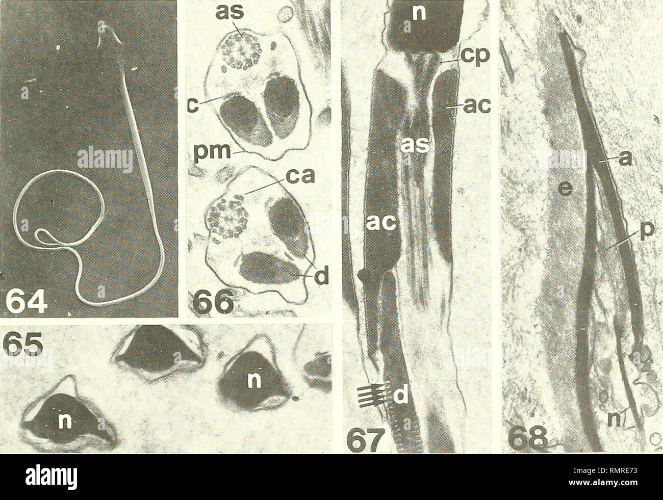 . Annali del Museo Civico di Storia Naturale Giacomo Doria. L'histoire naturelle. ORTOTTKKOIDICI INSETTI ISOLI- ; ( 1 UI'l MSAKI• ) ! ; 445 Uromenus brevicollis insularis Chop. Uromenus confusus insularis Chopard, Ann. Soc. Ent. Fr. 92, p. 266, 279 (Bolivarius Uromenus brevicollis insularis), Résine, 1969, Orth. ..., I, p. 573. Budelli, 10-7-1990, 13 Est. Maddalena, Spalmatone, 18-6-1989, 13 ninfa Est. Tavolara, strada, 29-7-1986, 1 e ?, 1 ? Est. 7-7-1990, Serpentara, 1 ? Est. S. Antioco, 11-5-1988 Su, Pruini neanide ;, 1, 12-5-1988 Spiaggia Coaquaddus, 1 neanide ; 12-5-1988, Canai, 1 neanide ; Cala Lun Banque D'Images