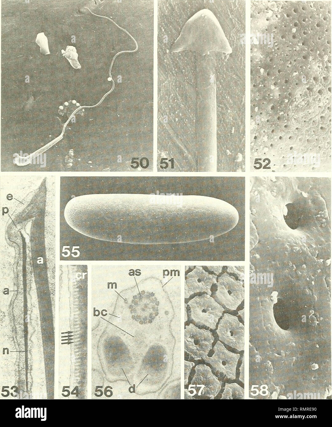 . Annali del Museo Civico di Storia Naturale Giacomo Doria. IxsKTTi rtotti. Histoire Naturelle:rii>i:i isoli- tmsaroi 439 circ : :. Fig. 50-58 : Rhacocleis grìsea n. sp. Spermatozoo esaminati deposto maturo e uovo con il microscopio elettronico. 50 : un Spermatozoo scansione (x 1,000). 51 Testa di : un mostrante spermatozoo scansione, l'acrosoma porzione nastriforme e la lame triangulaire contenente il postacrosomiale segmento del nucleo (x 3,000). 52 : un uovo di scansione Corion appena deposto, mostrante, soprattutto in basso, solcatura ed una poligonale aperture di due dimensioni diversifiée (x 200). 53 : Regi Banque D'Images