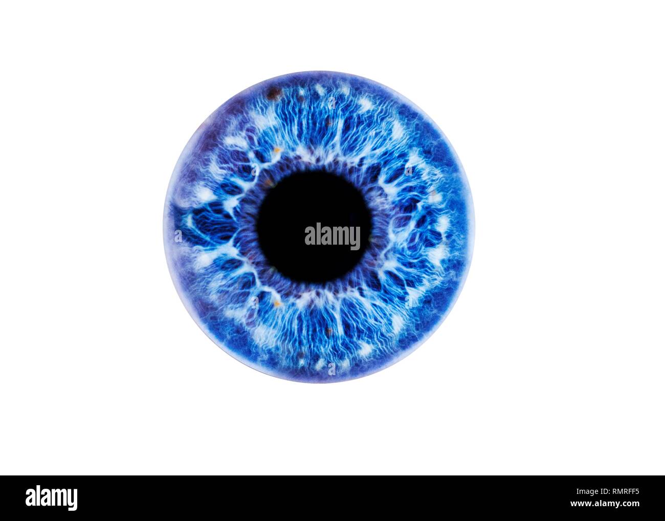 Œil humain montrant close-up of blue iris et pupille. La couleur de l'iris, un anneau musculaire, régule la quantité de lumière qui pénètre dans l'oeil. Banque D'Images