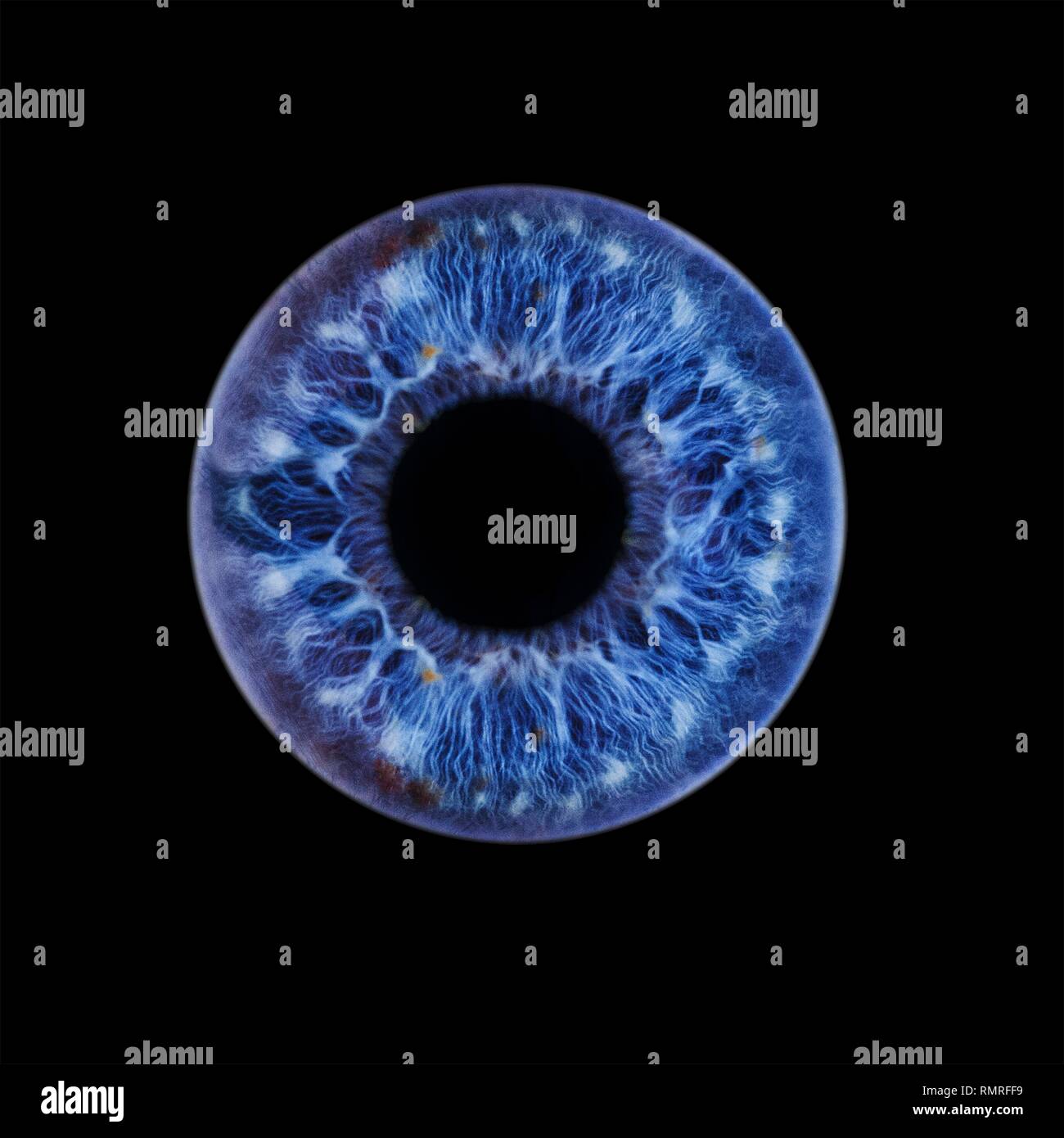 Œil humain montrant close-up of blue iris et pupille. La couleur de l'iris, un anneau musculaire, régule la quantité de lumière qui pénètre dans l'oeil. Banque D'Images