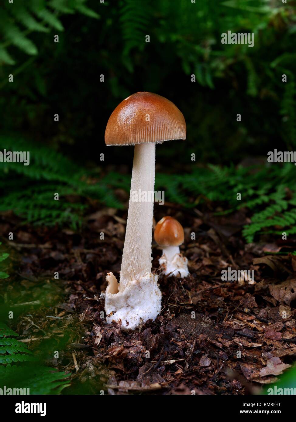 La belle Grisette fauve, Amanita fulva champignon comestible est une espèce appartenant à l'autre groupe de champignons dangereux y compris la mort. Banque D'Images