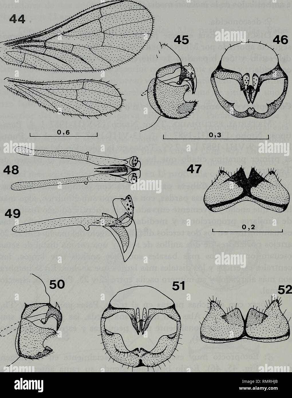 . Annali del Museo Civico di Storia Naturale Giacomo Doria. L'histoire naturelle. 176 V.J. MONSERRAT. 0,2 Coniopteryx stenoptera n. sp. &Lt;J : 44. Hélas. 45. In Extremo, abdominale latérale vista. 46. Idem, vista-caudale. 47. Hipandrio, vista ventrale. 48. Paràmeros-Pene, vista dorsale. 49. Idem, vista latérale. Escala en mm. Coniopteryx stenoptera (probable) : 50 €. In Extremo, abdominale latérale vista. 51. Idem, vista-caudale. 52. Hipandrio, vista ventrale. Escala en mm.. Veuillez noter que ces images sont extraites de la page numérisée des images qui peuvent avoir été retouchées numériquement pour plus de lisibilité - coloration et app Banque D'Images