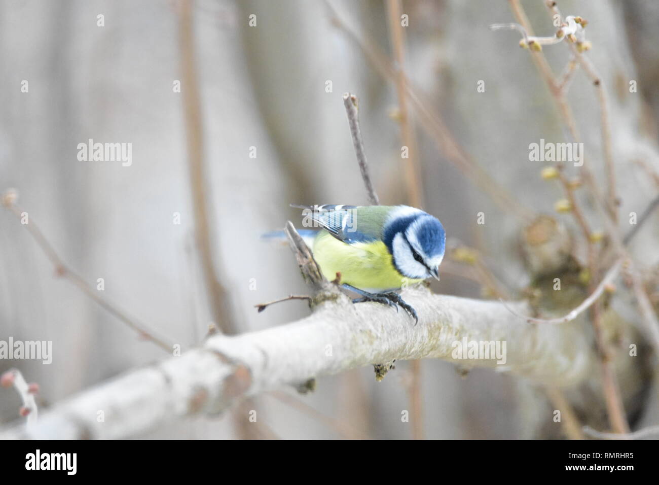 Petit oiseau bleu dans un jardin en Allemagne. Banque D'Images Petit oiseau bleu dans un jardin en Allemagne. Banque D'Images