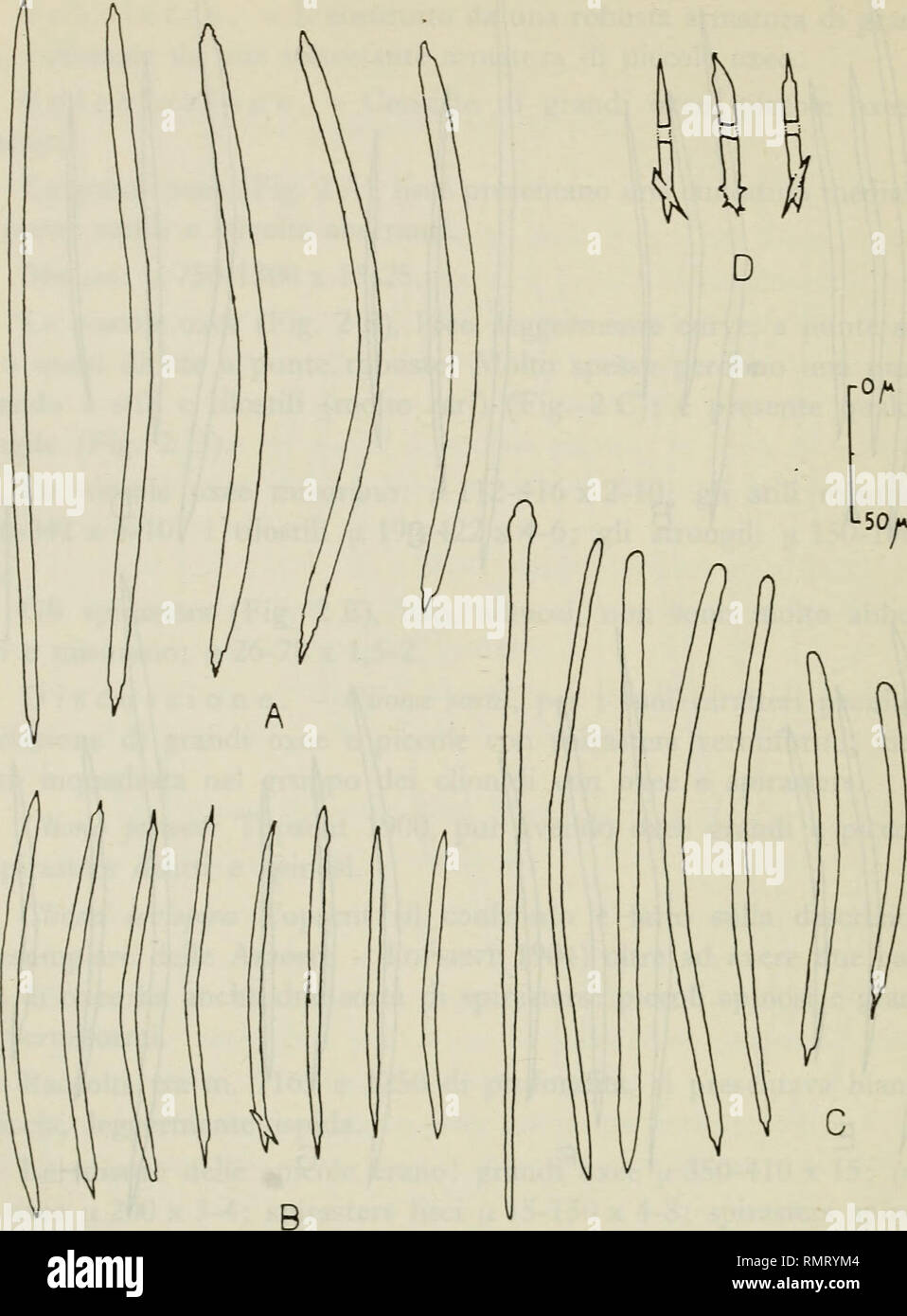 . Annali del Museo Civico di Storia Naturale Giacomo Doria. L'histoire naturelle. 352 N. MELONE. Fig. 4 - Topsentia sp.  ; Un, grandi oxee ; B, piccole oxee ; C, stili ; D, di piccole oxee estremità. Fam. Suberitidae 11. Suberites carnosus (Johnston) Gray Suberites carnosus Topsent, 1900, p. 233. 1 esemplare (es. 41) proveniente dalla Secca di Mezzo Canale ; giallo verdastro, incrostante su un ramo di Cor. d'allium. Veuillez noter que ces images sont extraites de la page numérisée des images qui peuvent avoir été retouchées numériquement pour plus de lisibilité - coloration et l'aspect de ces illustrations ne peut pas parfaitement r Banque D'Images