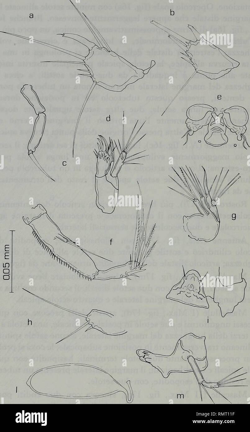 . Annali del Museo Civico di Storia Naturale Giacomo Doria. L'histoire naturelle. 216 C. COTTARELLI - F. VENANZETTI. Fig. 17 - Stenocaropsis similis n. sp., Olotipo $ : a, c, d, e, f, g, i, m ; Paratipo c ? : b,h, 1. a : P.5 ; c :. Maxillip ; d : I Max. ; e : campo genitale ; f : A.2 ; g : II Max. ; i : rostro ; m : Md. ; b : P.5 ; h : P.6 ; 1 : spermatofora.. Veuillez noter que ces images sont extraites de la page numérisée des images qui peuvent avoir été retouchées numériquement pour plus de lisibilité - coloration et l'aspect de ces illustrations ne peut pas parfaitement ressembler à l'œuvre originale.. Museo Civico di Storia Naturale Giacomo Doria Banque D'Images