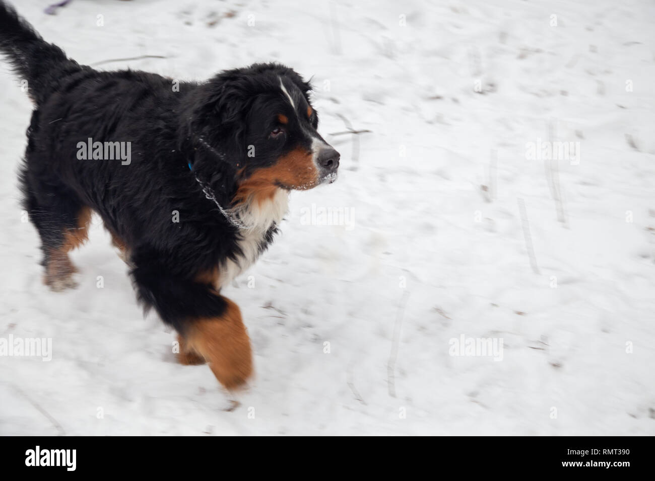 Bernois dans la forêt d'hiver se déplacer dans la neige Banque D'Images