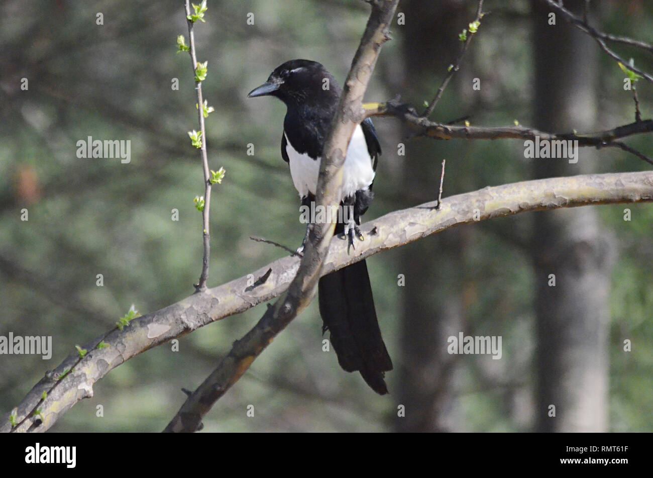 EURASIAN MAGPIE COMMUNE PICA PICA BIRD Banque D'Images