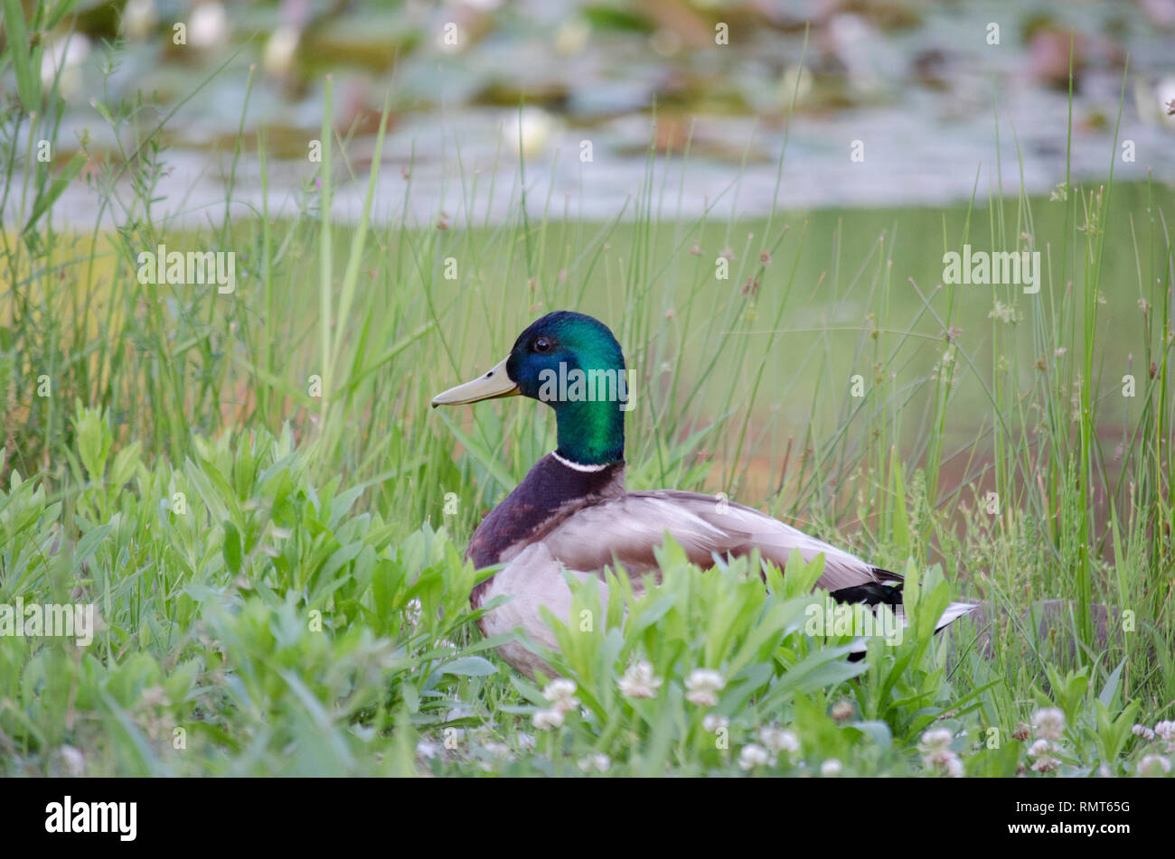 MALLARD DUCK GOOSE AVEC VERT TÊTE ET BEC JAUNE EN VERT PELOUSE Banque D'Images