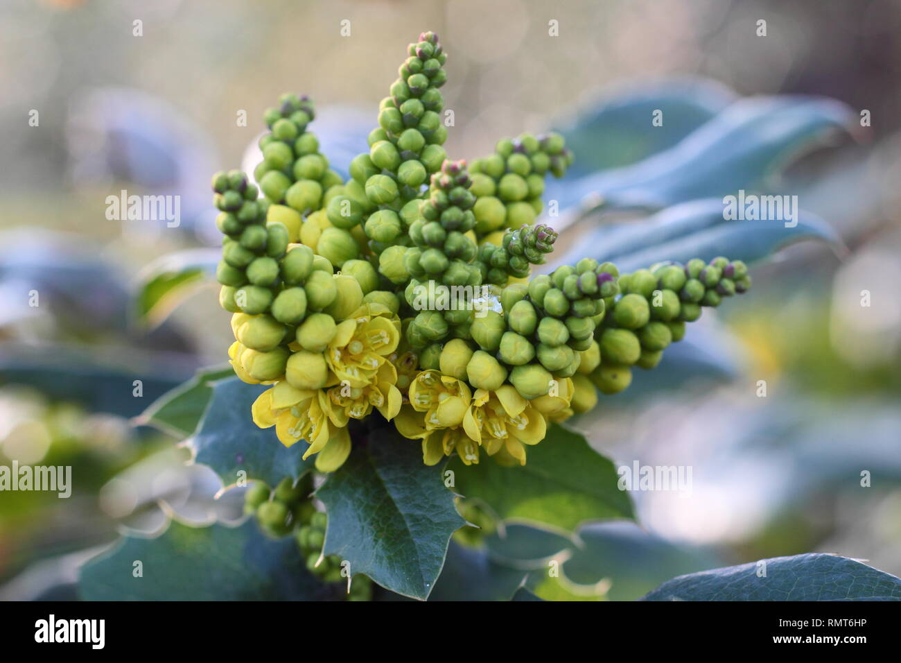 Mahonia x wagnerii 'Pinnacle' fleurit à la fin de l'hiver émergents. Également appelé Mahonia x wagneri 'Pinnata', England, UK Banque D'Images